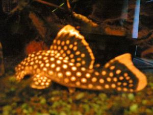 Walter kurz vor seinem ableben_k.jpg